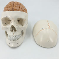 Skull Model in Neurology Craniocerel Anatomy Model With Digital Number Mark Education Head Model