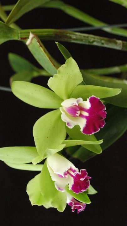 30-เมล็ดพันธุ์-เมล็ดกล้วยไม้-แคทลียา-cattleya-orchids-orchid-flower-seeds-อัตราการงอก-80-85