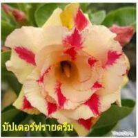 10 เมล็ด เมล็ดพันธุ์ ชวนชม สายพันธุ์ไต้หวัน ดอกสีเหลือง Adenium Seeds กุหลาบทะเลทราย Desert Rose ราชินีบอนไซ อัตรางอก 80-90% มีคู่มือปลูก