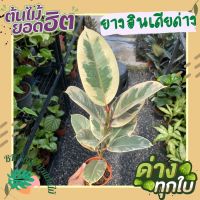 ต้นยางอินเดียด่างขาวแท้ วัดจากโคนต้นกระถาง 45-50 ซม. ล็อตใหม่ด่างสวยมาก (Ficus elastica variegata) ต้นไม้ฟอกอากาศ ต้นไม้ปลูกในบ้าน ต้นไม้มงคล