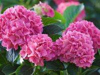 20 เมล็ด เมล็ดไฮเดรนเจีย Hydrangea seedสีชมพู ไฮเดรนเยียสายพันธุ์ฝรั่งเศส ของแท้ 100% อัตราการงอก 70-80% มีคู่มือปลูก