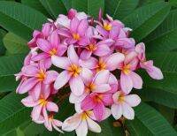 5 เมล็ด ลีลาวดี Frangipani , Pagoda Tree, Hawaii Plumeria สายพันธุ์ Pink Exotic Plumeria สีชมพู ต้นไม้มงคล ปลูกประดับเพิ่มพลังบวก