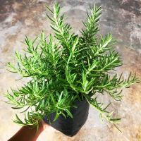 ❃โรสแมรี่ Rosemary พันธ์ุธรรมดาพันธ์ุข้อสั้นพันธ์ุเลื้อย จัดส่งขั้นต่ำ 2 ต้น คละสินค้าในร้านได้✩