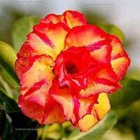 10 เมล็ด เมล็ดพันธุ์ ชวนชม สายพันธุ์ไต้หวัน สีส้ม Adenium Seeds กุหลาบทะเลทราย Desert Rose ราชินีบอนไซ มีคู่มือปลูก นำเข้าจากไต้หวัน