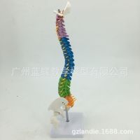 45CM Spine Model with Intervertebral Disc Human Spine Model Colored Vertebral Column Model with Pelvis Femur Heads Sacrum