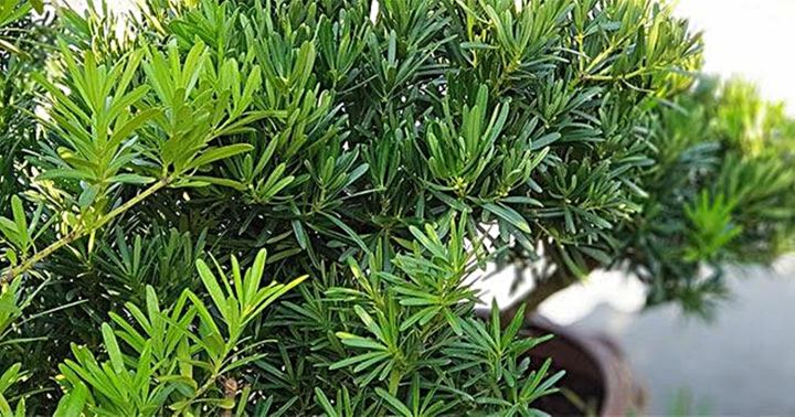 ขายส่ง-100-เมล็ด-เมล็ดสนใบพาย-สนใบพาย-podocarpus-polystachyus-หลิวอรหันต์-สนจักรพรรดิ์-หลิวไต้หวัน-สนประดิพัทธ์-สนใบเล็ก-พญาไม้ใบเล็ก