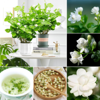 ( Pro+++ ) จัสมิน（Jasmine Flower seeds）50เมล็ดพันธุ์คุณภาพ ต้นไม้มงคล ต้นไม้ฟอกอากาศ ต้นไม้ประดับ เมล็ดบอนสี พันธุ์ไม้ดอก จัดสวน ราคาคุ้มค่า พรรณ ไม้ น้ำ พรรณ ไม้ ทุก ชนิด พรรณ ไม้ น้ำ สวยงาม พรรณ ไม้ มงคล