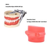 แก้มจำลองร่องฟันเหมาะสำหรับฟัน Kilgore NISSIN 200 Type ถอดออกได้ M8012 Typodont โมเดลสำหรับสื่อการสอน