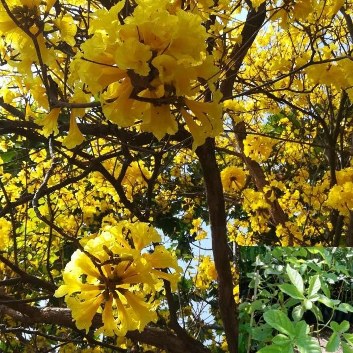 ต้นกล้าเพาะเมล็ดเหลืองเชียงราย-yellow-chiang-rai-1ชุด5ต้น-ขนาด20ซม