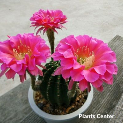 Plants Center พร้อมส่ง กระบองเพชร แคคตัส cactus Echinopsis Nongtaojin of Japan 8-9cm