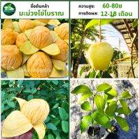 มะม่วงไข่โบราณ ต้นทาบสูง 60-80 ซม. ผลเล็ก ผิวมันสีเขียว กรุบกรอบ อมเปรี้ยวเล็กน้อย