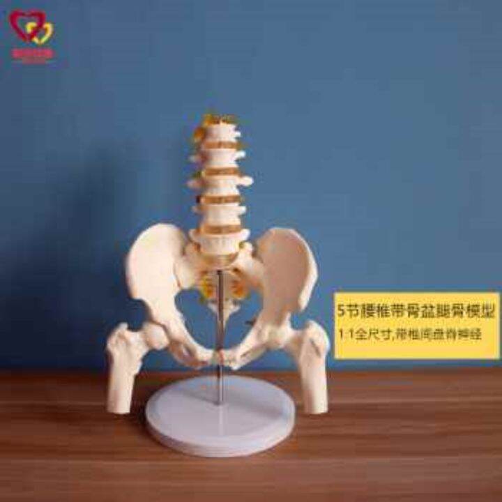 section-5-lumbar-with-pelvic-skeleton-model-human-body-skeleton-model-simulation-bonesetting-assembled-medical-reality-teaching