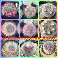 ??แมมขนแมว ?? Mammillaria bocasana ไม้เมล็ด ขนาด 3-7 ซม. ต้นกระบองเพชร ต้นแคคตัส (แคคตัส กระบองเพชร)