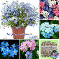 ปลูกง่าย ปลูกได้ทั่วไทย ของแท้ 100% 100 Pcs เมล็ดพันธุ์ อย่าลืมฉัน Mixed Forget-me-not Seeds Beautiful Romantic Flower Seeds for Planting เมล็ดพันธุ์ดอกไม้ ไม้ประดับ อุปกรณ์ทำสวน ดอกไม้ปลูก จัดสวน ดอกไม้ปลูก บอนไซ แต่งบ้านและสวน Plants