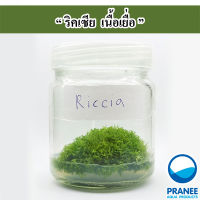 Riccia " ริคเซีย " เนื้อเยื่อ ( ต้นไม้น้ำ )