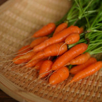 เบบี้แครอท?ถูกที่สุด10บ.? เมล็ดพันธุ์ Baby Carrot 50-1000 เมล็ด☘️ปลูกง่าย?โตไว ทานสด?หวาน?กรอบ?อร่อย