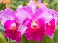 30 เมล็ดพันธุ์ เมล็ดกล้วยไม้ แคทลียา (Cattleya Orchids) Orchid flower seeds อัตราการงอก 80-85%