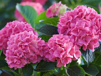 20 เมล็ด เมล็ดไฮเดรนเจีย Hydrangea Seeds สีชมพู ไฮเดรนเยียสายพันธุ์ฝรั่งเศส ของแท้ 100% อัตรางอก 70-80% มีคู่มือปลูก ปลูกในกระถางได้