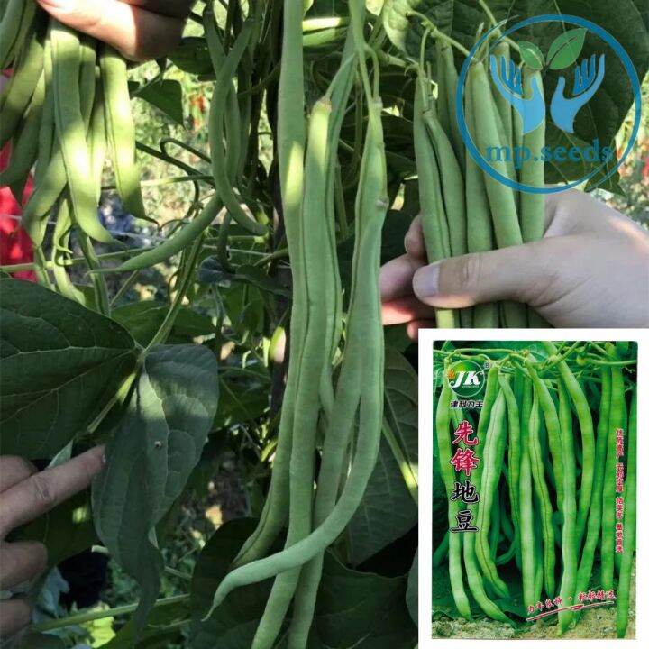[Buy three Get Ten] Seeds, string beans, string beans, string beans