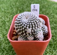 Cactus Rebutia marsoneri ดอกสีเหลือง R008