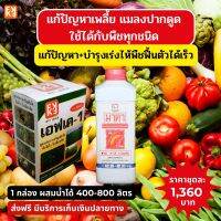 กำจัดเพลี้ย มาคา สารอัลคาลอยด์สกัดจากธรรมชาติ FK-1 เร่งฟื้นฟูจากการเข้าทำลายของเชื้อราในพืช