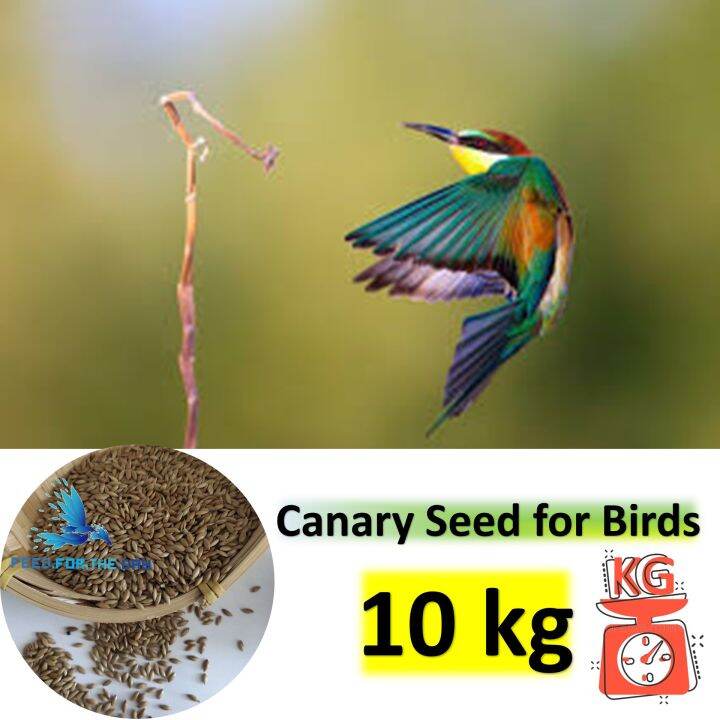 Canary Seed for Birds (10kg) Lazada PH