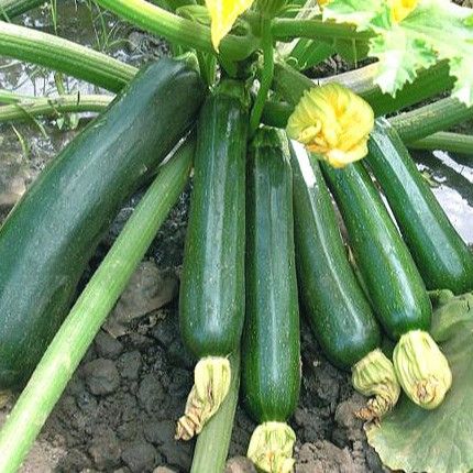 Benih Zucchini Hijau Jewel F1 Hibrida Bibit Sayuran Timun Jepang ...