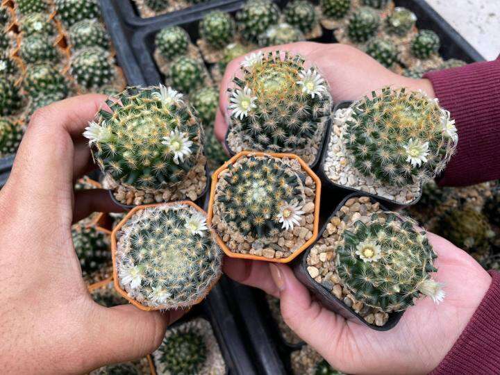 แมมขนนกเหลือง-แมมขนนกขาว-mammillaria-schiedeana-แมมขนนก-แมมขนนกไม้เมล็ด-ลุ้นสีดอก-แคคตัสราคาถูก