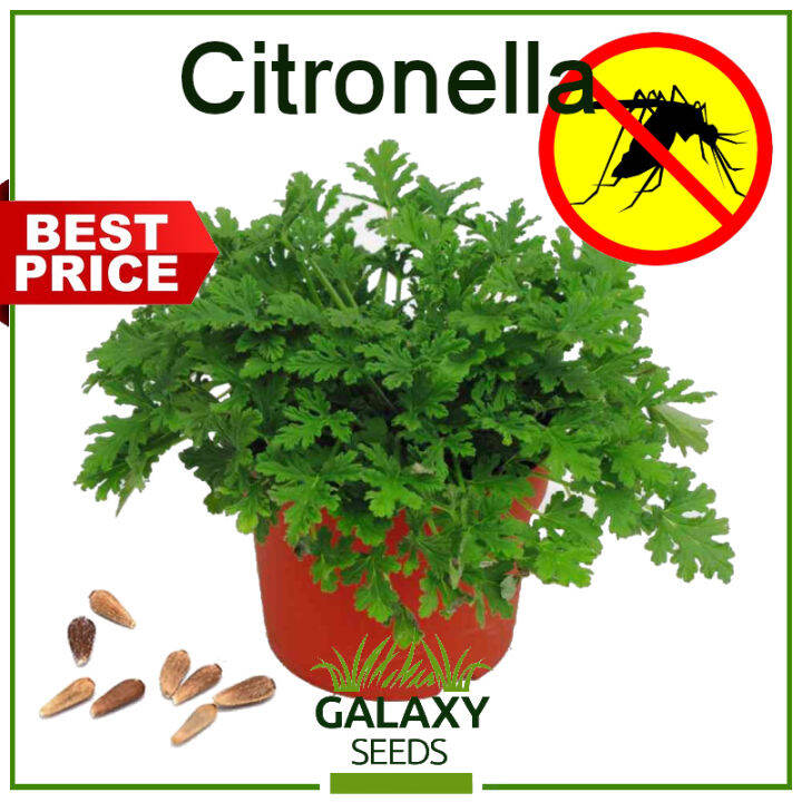 Citronella Grass Anti Mosquito Plant Seeds for Planting Herbal Plants