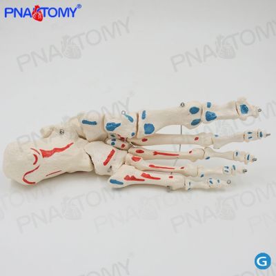 The human foot bone bone model simulation toe joint bone sole of foot joint medical teaching activity