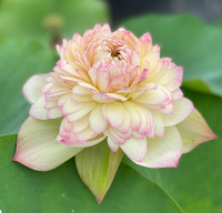 5 เมล็ดพันธุ์ บัว สายพันธุ์ NANZHOU BUDDHA LIGHT LOTUS สีครีมส้ม เพาะปลูกและเก็บเมล็ดในไทย ขยายพันธุ์ในไทยได้ สายพันธุ์นิยมปลูกที่สุดในโลก