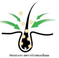 Melatonin ขนาด 10 g. รหัส 004462  ลดการหลุดร่วง ของเส้นผม สารสกัดธรรมชาติ สารเสริมต่างๆ สารสกัด Extract ชุดเคมีภัณฑ์