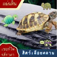 บอร์ดสัตว์เลี้ยงปีนกระดานกระดานชนวนกระดานเต่าบดเล็บของคุณปีนกล่องฐานรากสัตว์เลี้ยงเพื่อให้ร่างกายอบอุ่นและ