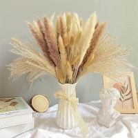 【cw】 Dried Pampa Bouquet Boho Phragmites Flowers Wedding Decoration