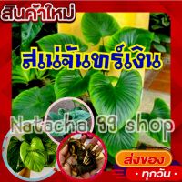 สินค้ามาแรง!!!เสน่ห์จันทร์เงิน แม่พันธุ์ด่าง ด่างชัว100% รับประกัน ขายแบบหน่อติดตาโตติดราก (1หน่อ/แพ็ค)