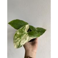 ( โปรสุดคุ้ม... ) เงินไหนมาด่างขาว Syngonium Albo Variegated (กระถาง 4 นิ้ว) ราคาถูกสุด พรรณ ไม้ น้ำ พรรณ ไม้ ทุก ชนิด พรรณ ไม้ น้ำ สวยงาม พรรณ ไม้ มงคล