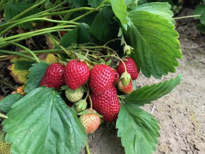 20 เมล็ด Hood Strawberry เมล็ดสตอเบอร์รี่ ของแท้ 100% สตรอเบอร์รี่ สตอเบอรี สตอเบอรี่ อัตรางอก 70-80% Strawberry seeds มีคู่มือวิธีปลูก