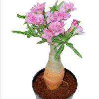 12 เมล็ด เมล็ดพันธุ์ ชวนชม สายพันธุ์ไต้หวัน ดอกสีชมพู Adenium Seed กุหลาบทะเลทราย Desert Rose ราชินีบอนไซ อัตราการงอกสูง 80-90% มีคู่มือปลูก