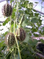 10 เมล็ดพันธุ์ แตงกวาเงาะ หรือแตงกวาป่า(กินได้) ornamental cucumber Seeds มีคู่มือพร้อมปลูก อัตรางอก 80-85%