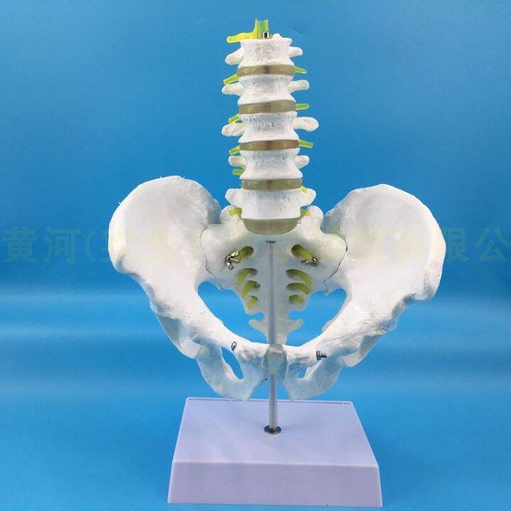 natural-big-body-five-lumbar-with-pelvis-and-femur-model-of-lumbar-bone-pelvic-model-teaching