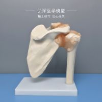 Shoulder joint model of human body shoulder bones scapula ligament clavicle anatomic structure of orthopedic medical teaching mold