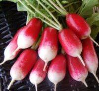 เมล็ดพืชผักสวนครัว แรดิช Radish HK(French Breakfast Radish)นิยมปลูก เมล็ดพันธุ์ นำเข้า พร้อมคำแนะนำการเพาะเมล็ด