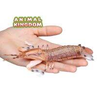 Animal Kingdom - โมเดล Mantis Shrimp กั้ง ขนาด 15.00 CM (จากสงขลา)