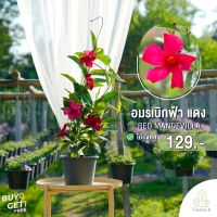 Treeno.9  T247 อมรเบิกฟ้าดอกสีแดง (Mandevilla Vine) กระถาง8นิ้ว ดอกสวย อยู่ได้นาน ไม้เลื้อย พุุ่มใหญ่ ความรุ่งเรือง