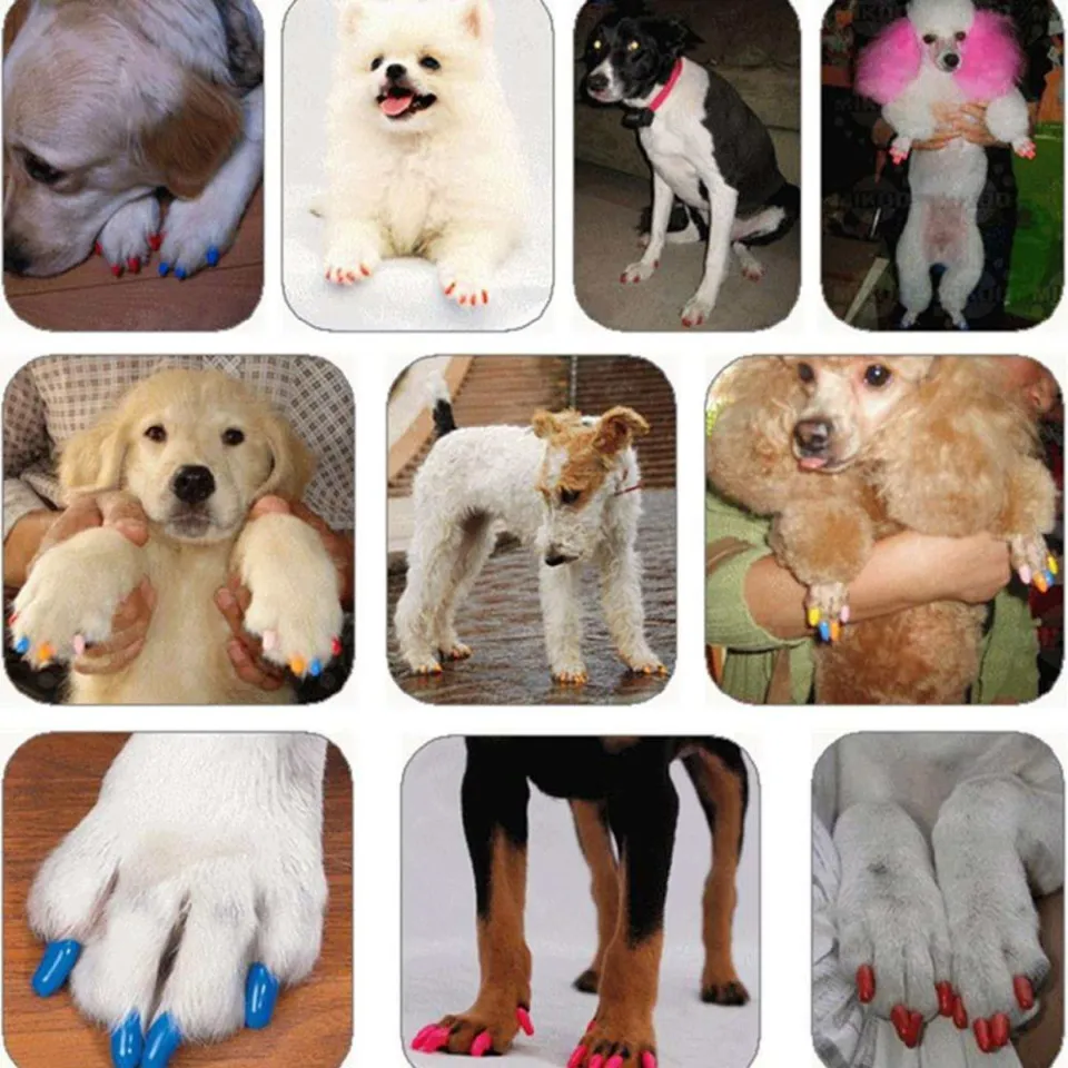 Discover 149+ dog nail covers best ceg.edu.vn