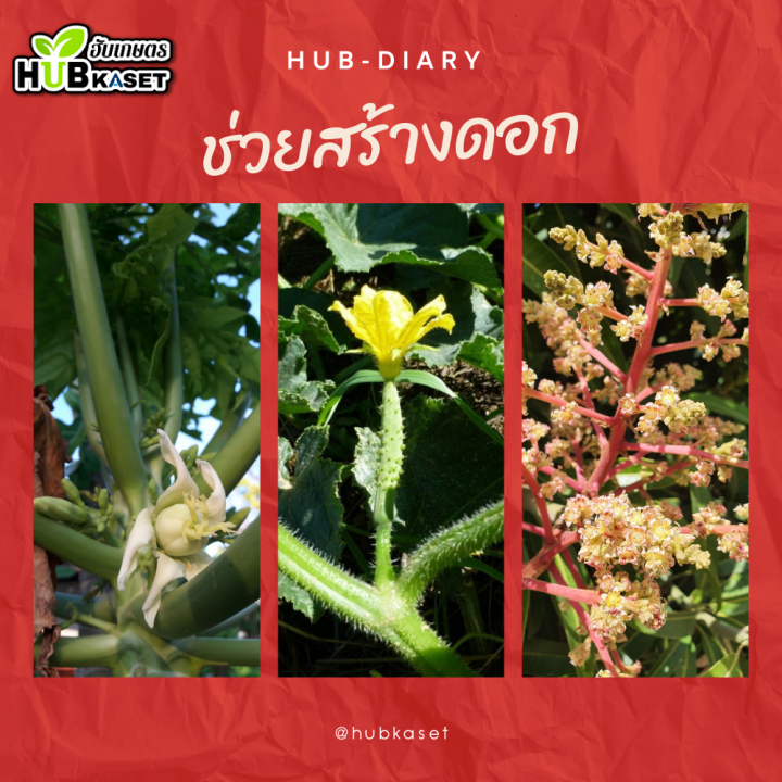 อโทนิค-100ซีซี-โมโนไนโตรฟินอล-แตกยอดใหม่-ขยายผล-ฟื้นต้น