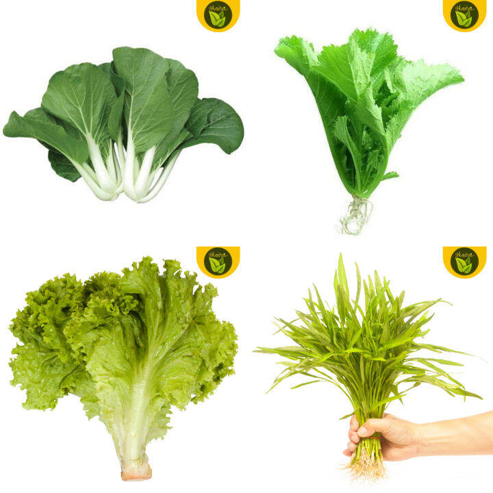 all in! 4 in 1 pack seeds binhi pantanim 100 pechay, 100 mustasa, 50