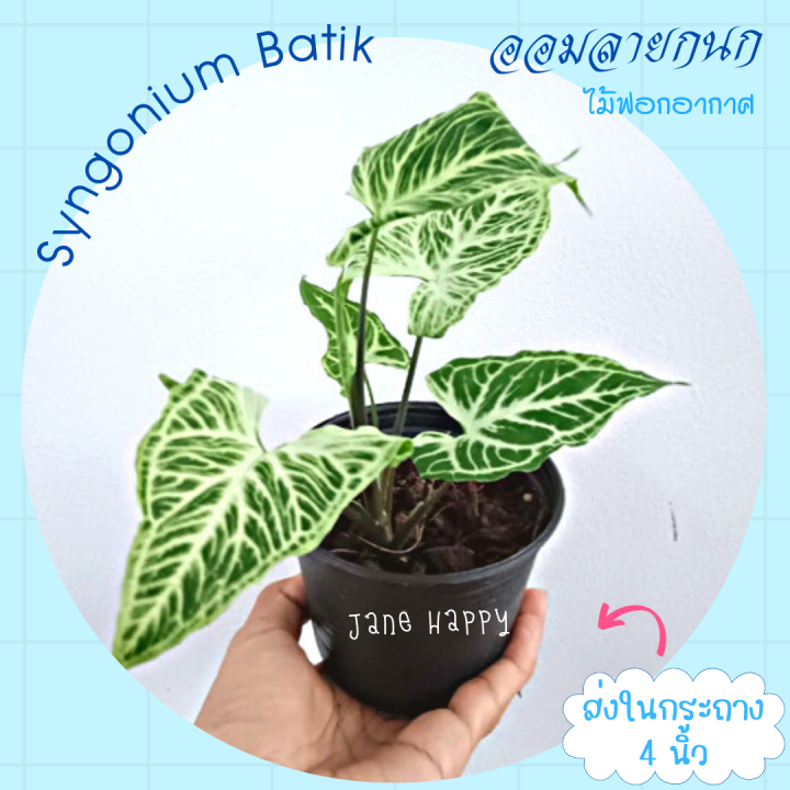 ออมลายกนก (Syngonium Batik) ในกระถาง 4 นิ้ว ต้นไม้ใบสวย  ไม้ฟอกอากาศ