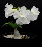 2 เมล็ด เมล็ดพันธุ์ ชวนชม สายพันธุ์ White Snow สีขาว Bonsai Desert Rose Adenium Seed กุหลาบทะเลทราย ราชินีทะเลทราย บอนไซ มีคู่มือปลูก