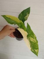 Syngonium aurea เงินไหลมาด่างเหลือง